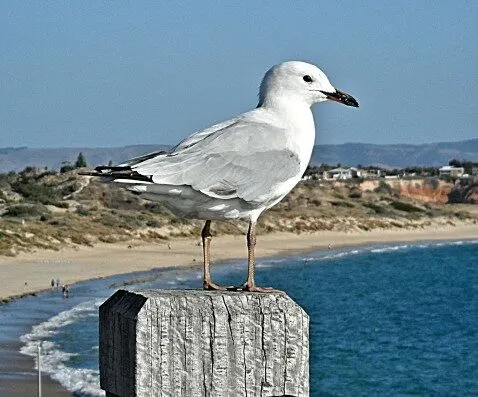 gulls-and-Tern