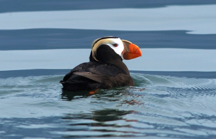 Tufted-Puffin