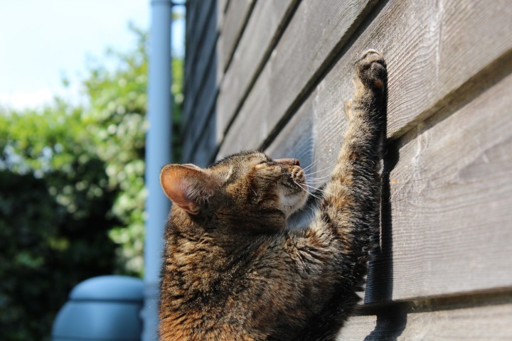 cat-scratch-wall